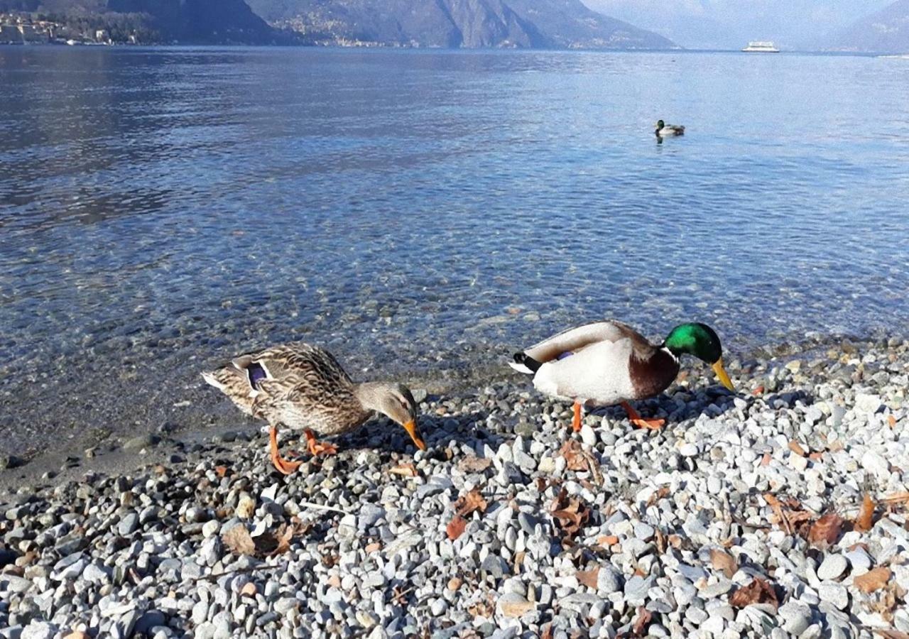 La Vista Villa Lezzeno Dış mekan fotoğraf